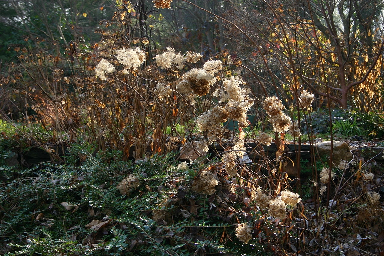 Hydrangea shrub winter before pruning