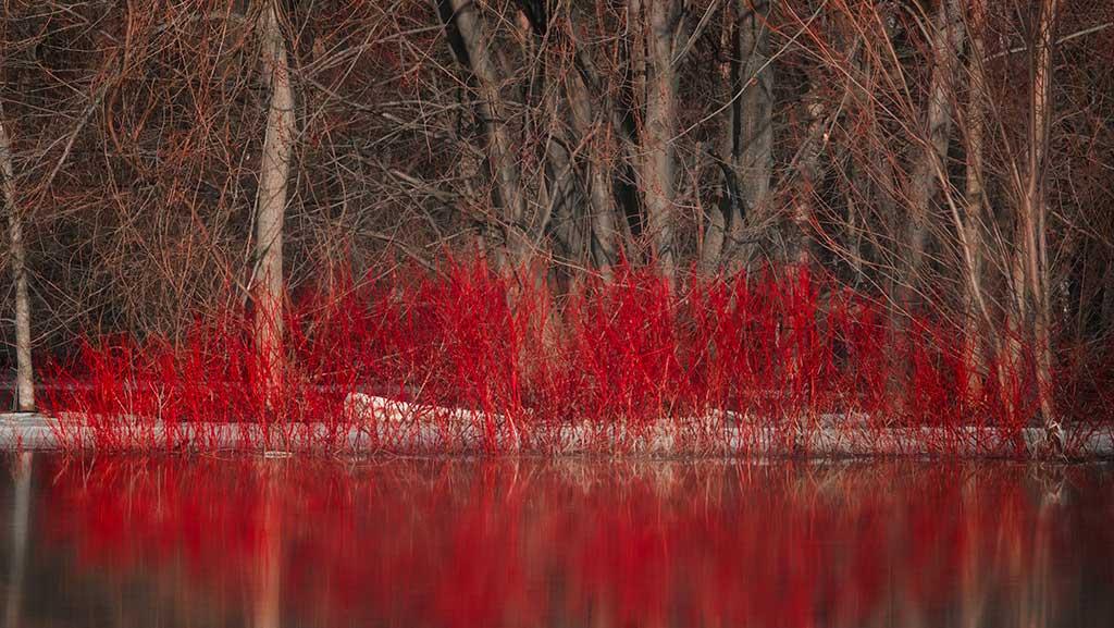 red twig dogwood shrub in winter New Hampshire garden